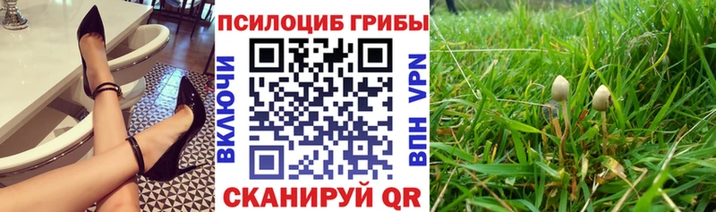 omg сайт  где купить наркоту  Котельнич  Галлюциногенные грибы Psilocybine cubensis 